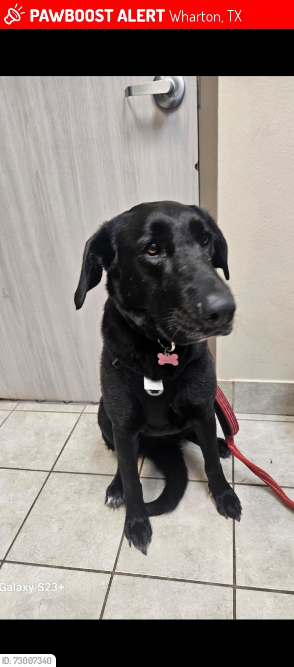 Lost Female Dog last seen Neal Road Wharton, Wharton, TX 77488