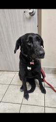 Lost Female Dog last seen Neal Road Wharton, Wharton, TX 77488