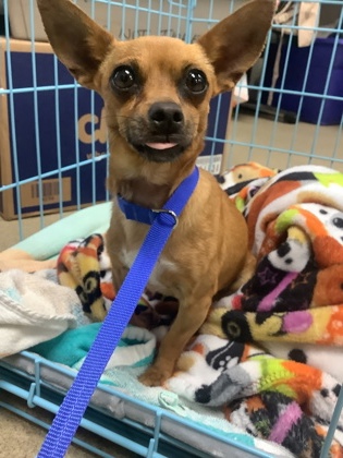 Shelter Stray Female Dog last seen Near martin st, East District, TX, 355 Hillshire Dr, Haslet, TX 76052, USA