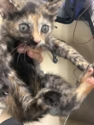 Shelter Stray Female Cat last seen Near Sun Valley dr, East District, TX, 355 Hillshire Dr, Haslet, TX 76052, USA
