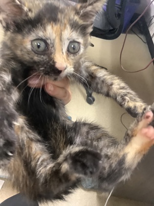 Shelter Stray Female Cat last seen Near Sun Valley dr, East District, TX, 355 Hillshire Dr, Haslet, TX 76052, USA