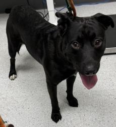 Shelter Stray Male Dog last seen , , CA, 1101 29th Ave, Oakland, CA 94601, USA