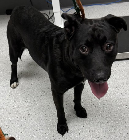 Shelter Stray Male Dog last seen , , CA, 1101 29th Ave, Oakland, CA 94601, USA
