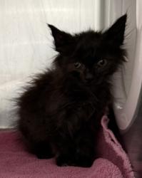 Shelter Stray Female Cat last seen Near international blvd, Oakland, CA, 1101 29th Ave, Oakland, CA 94601, USA