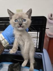 Shelter Stray Female Cat last seen Near e 22nd st, Oakland, CA, 1101 29th Ave, Oakland, CA 94601, USA