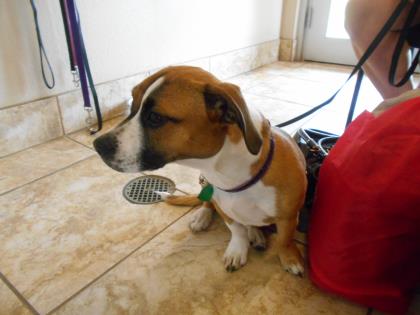 Shelter Stray Female Dog last seen Near Ryan Cv, City of Hutto, TX, 1855 SE Inner Loop, Georgetown, TX 78626, USA