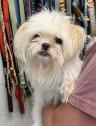 Shelter Stray Female Dog last seen Our Admissions Lobby, 64132, KS, 7077 Elmwood Ave, Kansas City, MO 64132, USA
