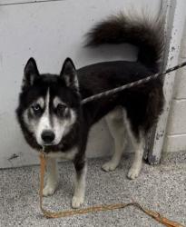 Shelter Stray Male Dog last seen Near E 45th St, 64130, MO, 7077 Elmwood Ave, Kansas City, MO 64132, USA