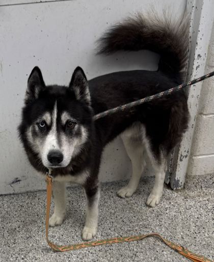 Shelter Stray Male Dog last seen Near E 45th St, 64130, MO, 7077 Elmwood Ave, Kansas City, MO 64132, USA