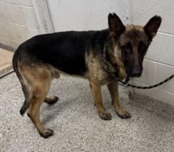 Shelter Stray Male Dog last seen Near E 45th St, 64130, MO, 7077 Elmwood Ave, Kansas City, MO 64132, USA