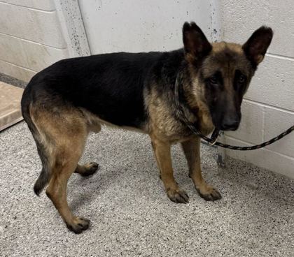 Shelter Stray Male Dog last seen Near E 45th St, 64130, MO, 7077 Elmwood Ave, Kansas City, MO 64132, USA