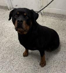 Shelter Stray Male Dog last seen Near Smart Ave, 64124, MO, 7077 Elmwood Ave, Kansas City, MO 64132, USA