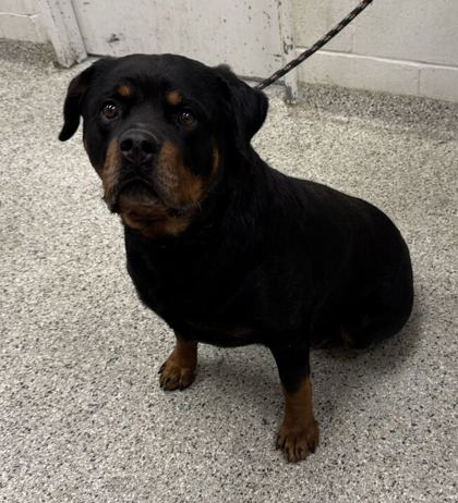 Shelter Stray Male Dog last seen Near Smart Ave, 64124, MO, 7077 Elmwood Ave, Kansas City, MO 64132, USA