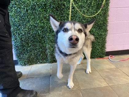 Shelter Stray Female Dog last seen , Outside City/County, NM, 5001 Fred Wilson Ave, El Paso, TX 79906, USA