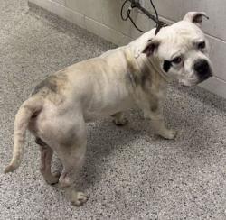 Shelter Stray Male Dog last seen Near Old Santa Fe Rd, 64138, MO, 7077 Elmwood Ave, Kansas City, MO 64132, USA