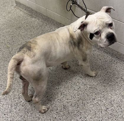 Shelter Stray Male Dog last seen Near Old Santa Fe Rd, 64138, MO, 7077 Elmwood Ave, Kansas City, MO 64132, USA