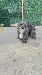 Shelter Stray Female Dog last seen VIRGINIA / OLIVAS A VOY, CITY of El Paso, TX, 5001 Fred Wilson Ave, El Paso, TX 79906, USA