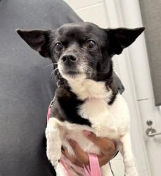 Shelter Stray Female Dog last seen E 47th St & Blue Ridge Blvd, 64133, 64133, MO, 7077 Elmwood Ave, Kansas City, MO 64132, USA
