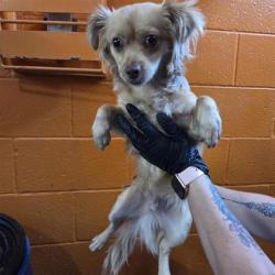 Shelter Stray Male Dog last seen Near Alabama, CITY of El Paso, TX, 5001 Fred Wilson Ave, El Paso, TX 79906, USA