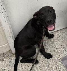 Shelter Stray Male Dog last seen Near E Gregory Blvd, 64132, MO, 7077 Elmwood Ave, Kansas City, MO 64132, USA