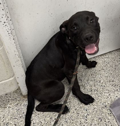 Shelter Stray Male Dog last seen Near E Gregory Blvd, 64132, MO, 7077 Elmwood Ave, Kansas City, MO 64132, USA
