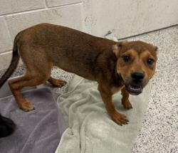 Shelter Stray Male Dog last seen Near E Gregory Blvd, 64132, MO, 7077 Elmwood Ave, Kansas City, MO 64132, USA