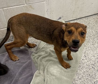 Shelter Stray Male Dog last seen Near E Gregory Blvd, 64132, MO, 7077 Elmwood Ave, Kansas City, MO 64132, USA