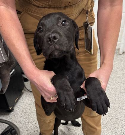 Shelter Stray Male Dog last seen Near E Gregory Blvd, 64132, MO, 7077 Elmwood Ave, Kansas City, MO 64132, USA