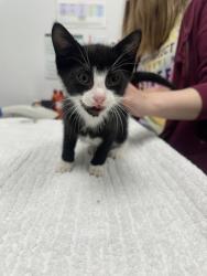 Shelter Stray Female Cat last seen Donnelly & 79th, KCMO, 64138, 64138, MO, 7077 Elmwood Ave, Kansas City, MO 64132, USA