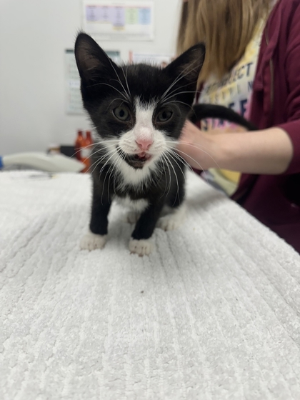 Shelter Stray Female Cat last seen Donnelly & 79th, KCMO, 64138, 64138, MO, 7077 Elmwood Ave, Kansas City, MO 64132, USA