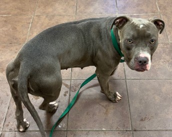 Shelter Stray Female Dog last seen Near BLK SABINE, District 4 - South Cleburne, TX, 2375 Service Dr, Cleburne, TX 76033, USA