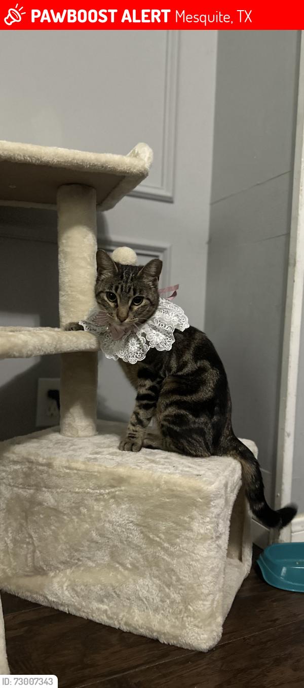 Lost Female Cat last seen Scyene road near memorial stadium , Mesquite, TX 75149