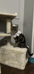 Lost Female Cat last seen Scyene road near memorial stadium , Mesquite, TX 75149
