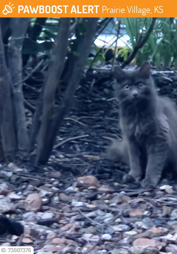 Found/Stray Unknown Cat last seen Near and mission, Prairie Village, KS 66207