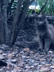 Found/Stray Unknown Cat last seen Near and mission, Prairie Village, KS 66207