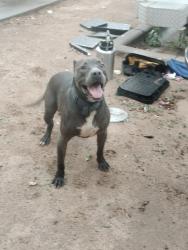Found/Stray Unknown Dog last seen Villa Encantada Park, Las Cruces, NM 88001