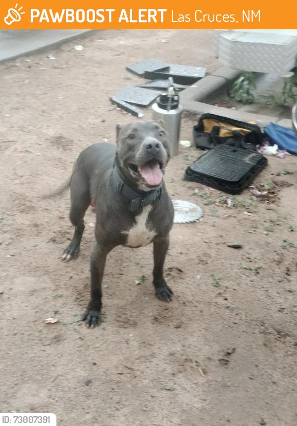 Found/Stray Unknown Dog last seen Villa Encantada Park, Las Cruces, NM 88001