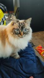 Reunited Female Cat last seen Petrie Street Frankston, Frankston, VIC 3199