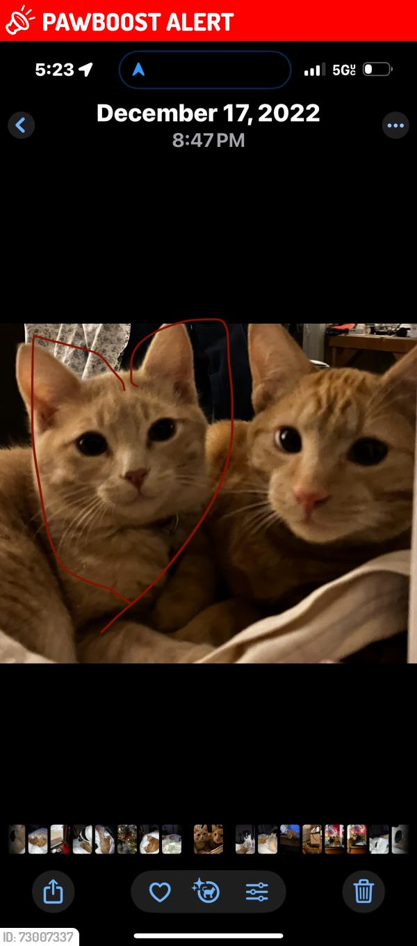 Lost Male Cat last seen Westcliff Circle and Cheyenne Mountain Blvd , Colorado Springs, CO 80906