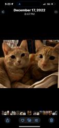 Lost Male Cat last seen Westcliff Circle and Cheyenne Mountain Blvd, Colorado Springs, CO 80906