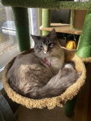 Reunited Female Cat last seen South Williams Street & Iliff, near the University of Denver. , Denver, CO 80210