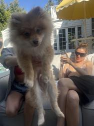 Reunited Female Dog last seen Montana, Los Angeles, CA 90049