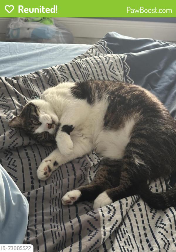 Reunited Male Cat last seen Fabian and Hacienda, Port St. Lucie, FL 34986