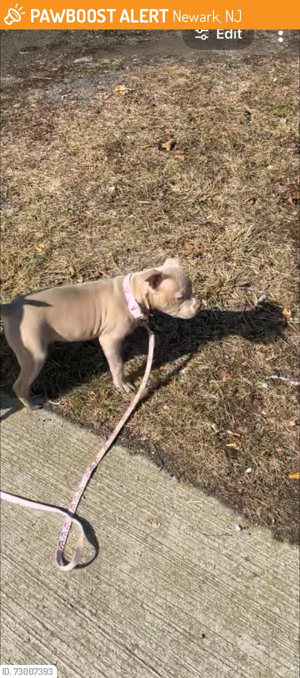 Found/Stray Female Dog last seen Muhammad Ali Ave Newark NJ, Newark, NJ 07108