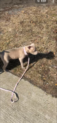 Found/Stray Female Dog last seen Muhammad Ali Ave Newark NJ, Newark, NJ 07108