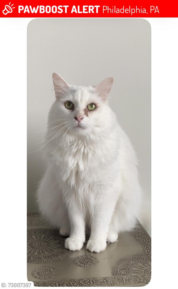 Lost Male Cat last seen 21st and Tasker in Point Breeze, Philadelphia, PA 19145