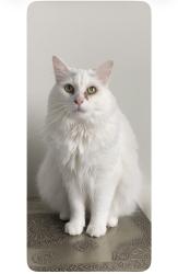 Lost Male Cat last seen 21st and Tasker in Point Breeze, Philadelphia, PA 19145