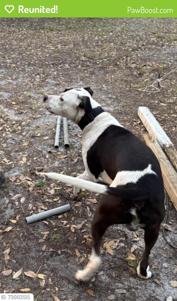 Reunited Male Dog last seen Bonita, Venice, FL 34292