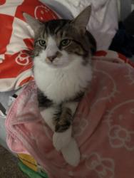 Lost Male Cat last seen Thornberry Park apmts, Wilson, NC, Wilson, NC 27896