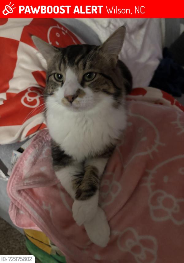 Lost Male Cat last seen Thornberry Park apmts, Wilson, NC, Wilson, NC 27896